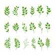 © Verachana - Green leaves and twigs. Hand drawn springtime set of design elements