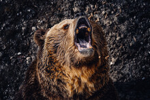 Closeup Portrait Of A Roaring Brown Bear Head