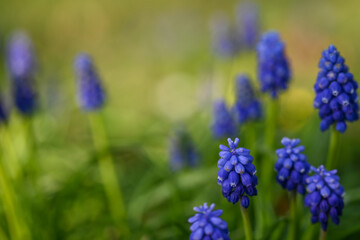 Poster - Beautiful close-up of a muscari