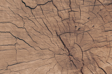 Wall Mural - Stump texture. Brown nature background