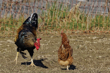 Poster - Close-up shot of a rooster and a chicken at a farm under the sunlight