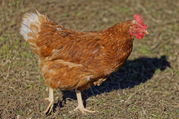 Poster - close-up shot of a chicken at a farm under the sunlight