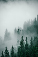 Vertical Shot Of Tops Of Spruces In Foggy Weather In Western China.