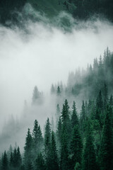 Poster - Vertical shot of tops of spruces in foggy weather in western China.