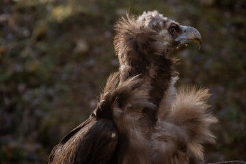 Poster - Vulture inside a cage in Wildpark Bad Mergentheim, Germany