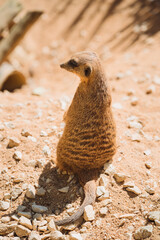 Wall Mural - Close-up shot of a meerkat standing on the ground in its enclosure in bright sunlight
