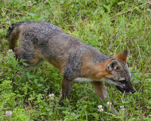 Close-up Shot Of A Common Jackal Walking On The Grass.