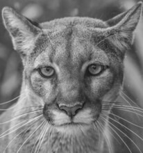 Close Up Shot Of Florida Panther's Face In Back And White Filter.