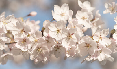 closeup of branch of white and pink sakura cherry tree blossom in spring