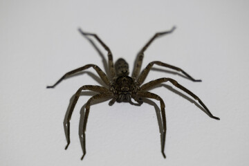 Closeup shot of a Palystes superciliosus spider