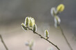 Weidekätzchen im Detail, Blüte einer Weide, Weidengewächse, Blütenkätzchen einer Salix fragilis