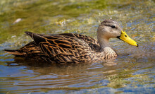 Closeup Of An Adorable Duck Swimming In A Pond