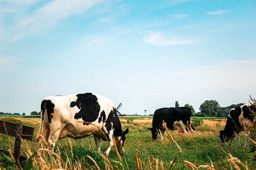 Sticker - Herd of black and white cows pasturing in a field under the sunny sky