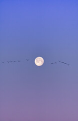 Sticker - Vertical shot of birds flying in a blue-purple sky with a full moon