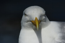 Closeup Shot Of A White Seagull On A White Background
