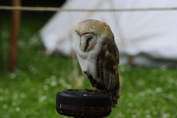 Wall Mural - Scenic view of an owl with a yellow bill on a blurred background