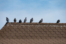Pigeon Droppings On Roofs. Pigeons On The Dirty Roof.