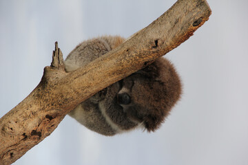 Vertical shot of a small cute koala sleeping on a tree