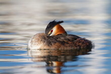 Crested Grebe, Podiceps Cristatus, Duck Sleeping With An Eye Open