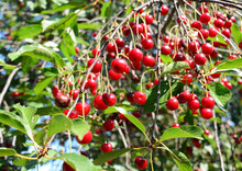 A Close-up Of A Prolific Cherry Tree With Many Overripe, Spoiled And Heat Damaged Cherries.