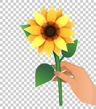 Sunflower In Female Hand Isolated On Transparent Background. Cartoon Illustration With Yellow Flower In Gradient Style