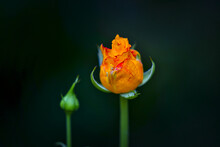Closeup Of An Orange Rosebud Isolated On A Black Background