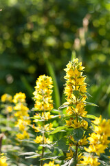 yellow  loosestrife flowers in the garden or in the park on sunny summer day, gardening hobby