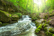 Leinwandbild Motiv Beautiful landscape of a river flowing in a bright green forest with a soft sunlight