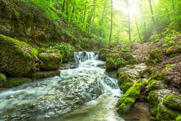 Wall Mural - beautiful landscape of a river flowing in a bright green forest with a soft sunlight
