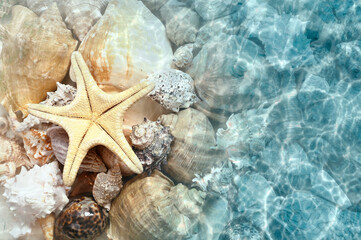 Wall Mural - Starfish and seashell on the summer beach in sea water. Summer background.