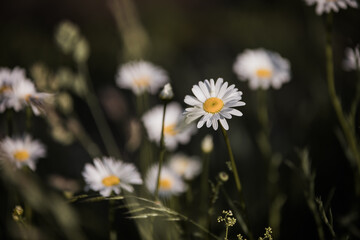 wild daisies growing in a field