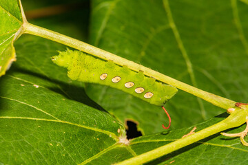 Wall Mural - Pandorus Sphinx Caterpillar - Eumorpha pandorus