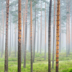 Wall Mural - Ancient pine trees in a mysterious white morning fog at sunrise. Idyllic autumn landscape. Swampy evergreen northern forest. Ecology, eco tourism, environmental conservation in Europe