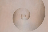 eine Spirale wölbt sich aus einem beigen  Hintergrund hervor - abstrakt