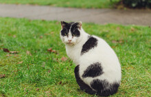 Cat Black White On Grass, 