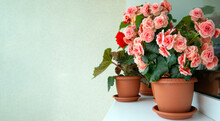 Begonias Of Different Types (tuberous And Elatior) In Pots In The Home Interior. Indoor Flowers, Hobby, Floriculture.