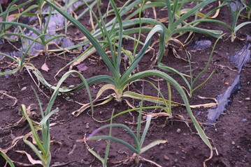 Wall Mural - Garlic cultivation in the vegetable garden. Amaryllidaceae perennial bulbous plants. Scales are planted around September and harvested around June of the following year. 