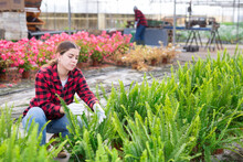 Young European Woman Gardener Choosing Green Nephrolepis In Pot In Greenhouse