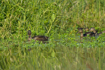 Wall Mural - Female mallard ducks swim along the reeds