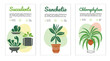 Home plant care instructions template set. Label, card, reminder for flower lovers and for flower shop. Vector illustration on white background.