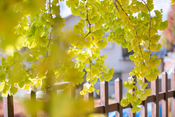 Wall Mural - イチョウと木漏れ日　Ginkgo leaves