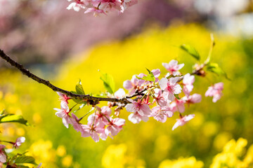 Wall Mural - 青毛堀川の河津桜と菜の花