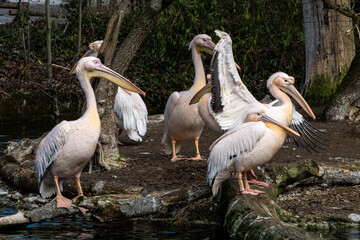 Wall Mural - Great White Pelican, Pelecanus onocrotalus in a park