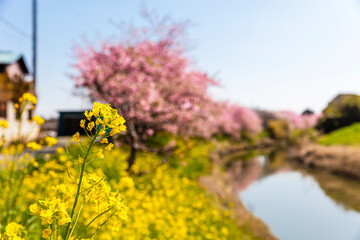 Wall Mural - 青毛堀川の菜の花と河津桜