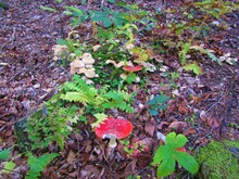 Pair Of Fly Agaric Or Fly Amanita (Amanita Muscaria) Red Mushrooms With White Dots