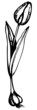 Tulip with tuber hand drawn illustration