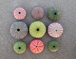 © Dimitrios - Nine colorful sea urchin shells on wet sand, top view closeup