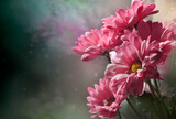 Fototapeta Kwiaty - Różowe kwiaty