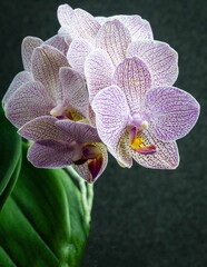 Wall Mural - Pink striped  wit points orchid flower Phalaenopsis 'Demi Deroose' known as Moth Orchid against a blurred dark background. Selective focus Close-up. Nature concept for design.