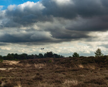 Nature Reserve With Pine Trees And Heather Bushes And A Chinook Helicopter In The Sky.